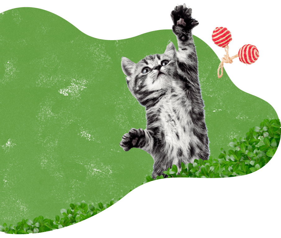 https://gopetangels.us/wp-content/uploads/2019/08/cat_green_background.png